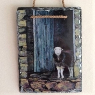 Picture of Herdwick sheep watching the rain slate coaster