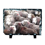 Picture of Herdwick sheep flock slate coaster