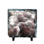 Picture of Herdwick sheep flock slate coaster