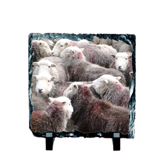 Picture of Herdwick sheep flock slate coaster