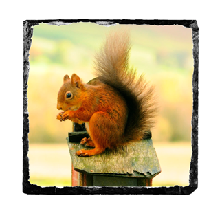 Red squirrel slate coaster