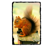 Red squirrel slate 