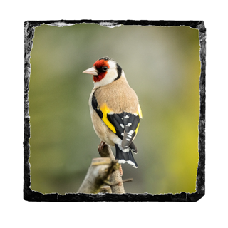 Picture of Gold Finch slate coaster