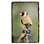 Picture of Gold Finch slate coaster