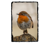 Picture of Robin Red Breast slate coaster