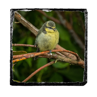 Picture of Baby blue tit slate coaster