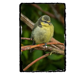 Picture of Baby blue tit slate coaster