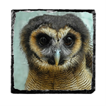 Picture of Brown wood Owl slate coaster