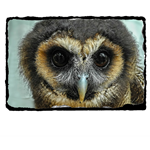 Picture of Brown wood Owl slate coaster