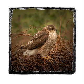 Picture of Sparrowhawk slate coaster