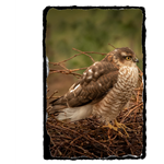 Picture of Sparrowhawk slate coaster